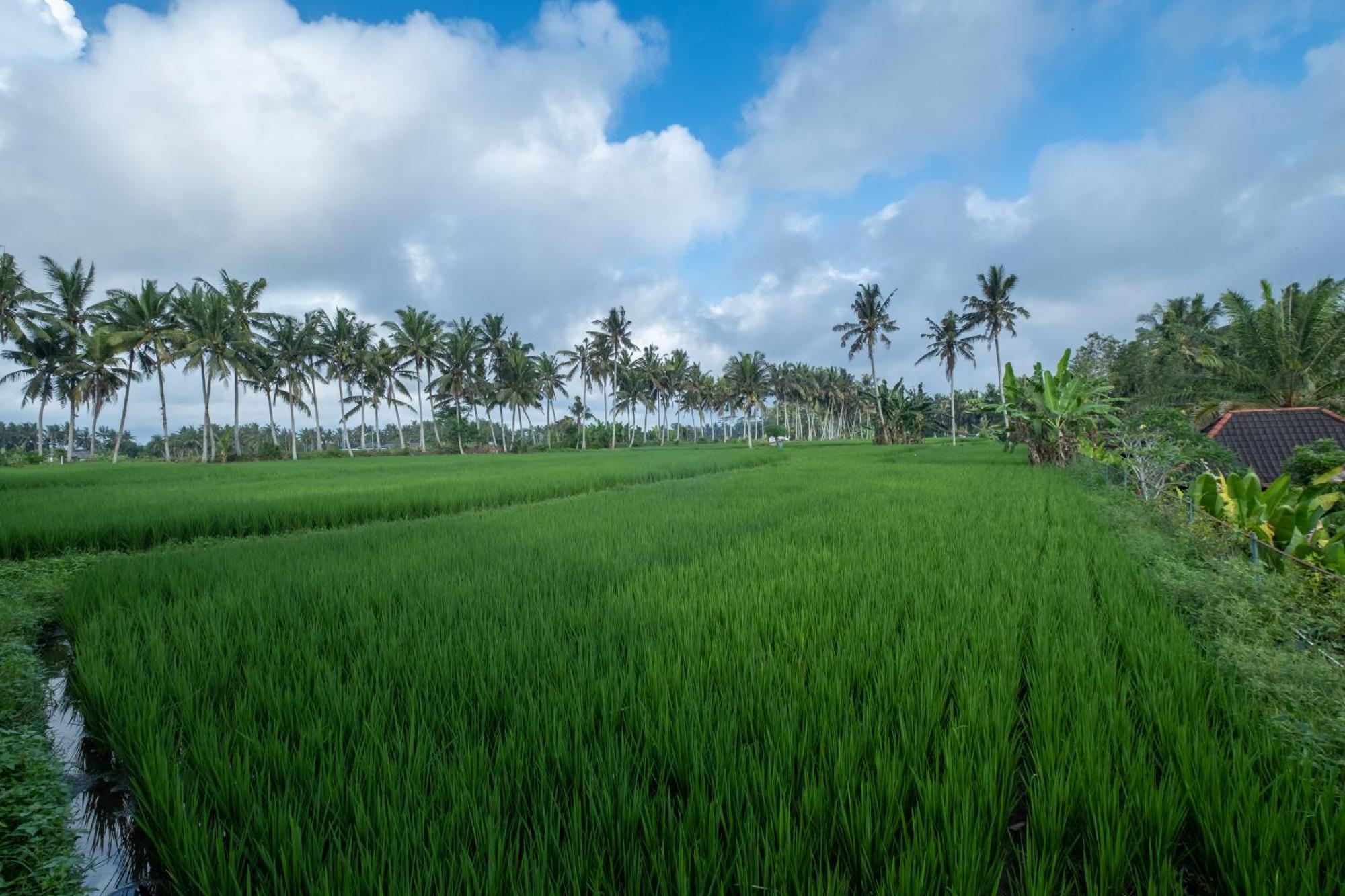 Bhuwana Ubud Hotel And Farming Luaran gambar